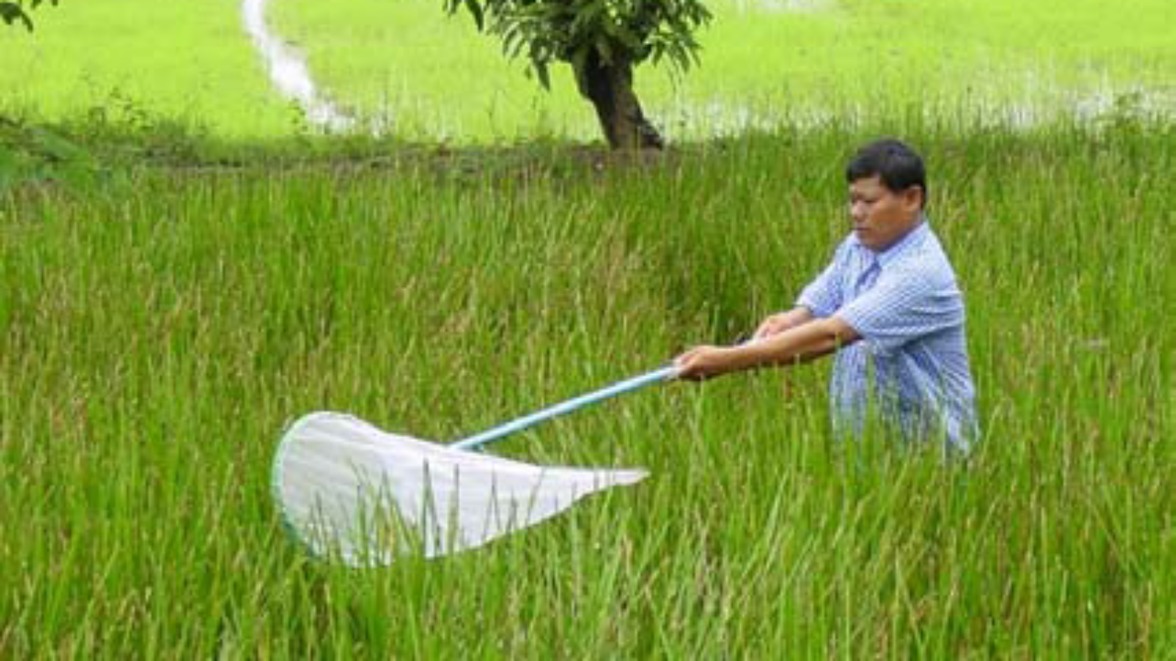 Collecting-insects-with-a-sweep-net