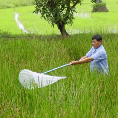 Collecting-insects-with-a-sweep-net