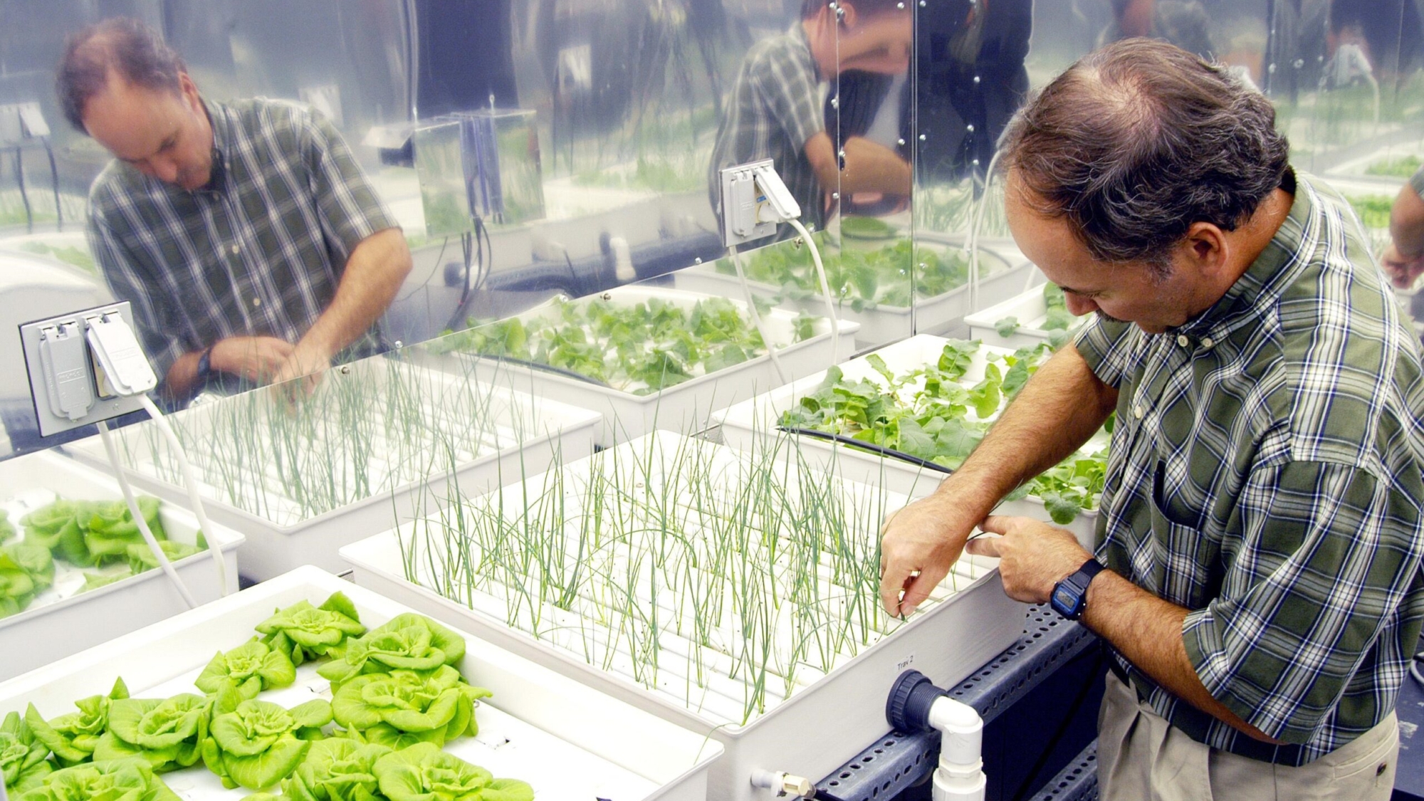 KENNEDY SPACE CENTER, FLA.  -  In a plant growth chamber in the KSC Space Life Sciences Lab,  plant physiologist Ray Wheeler checks onions being grown using hydroponic techniques.  The other plants are Bibb lettuce (left) and radishes (right).  Wheeler and other colleagues are researching plant growth under different types of light, different CO2 concentrations and temperatures.  The Lab is exploring various aspects of a bioregenerative life support system. Such research and technology development will be crucial to long-term habitation of space by humans.