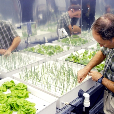 KENNEDY SPACE CENTER, FLA.  -  In a plant growth chamber in the KSC Space Life Sciences Lab,  plant physiologist Ray Wheeler checks onions being grown using hydroponic techniques.  The other plants are Bibb lettuce (left) and radishes (right).  Wheeler and other colleagues are researching plant growth under different types of light, different CO2 concentrations and temperatures.  The Lab is exploring various aspects of a bioregenerative life support system. Such research and technology development will be crucial to long-term habitation of space by humans.