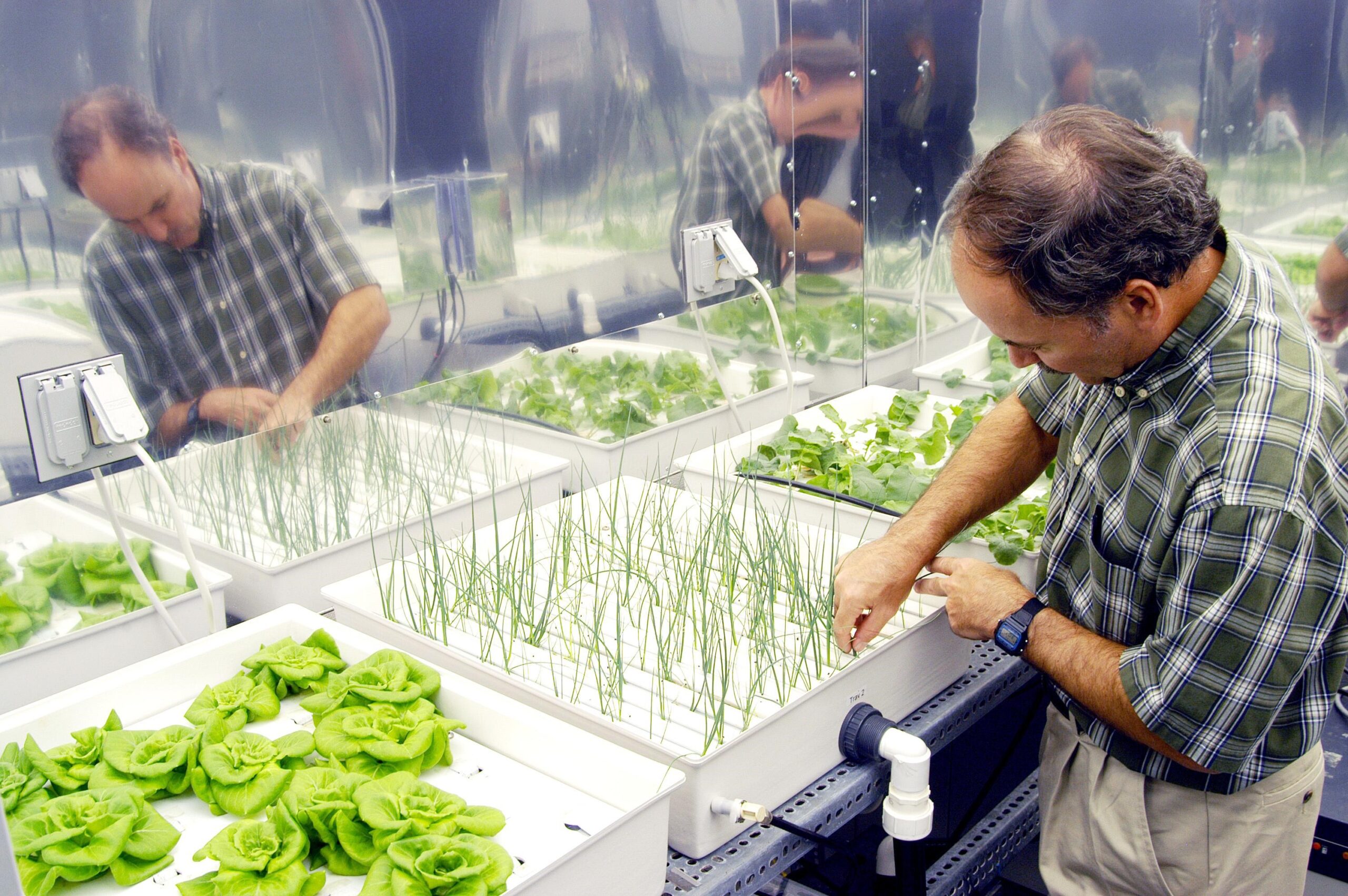 KENNEDY SPACE CENTER, FLA.  -  In a plant growth chamber in the KSC Space Life Sciences Lab,  plant physiologist Ray Wheeler checks onions being grown using hydroponic techniques.  The other plants are Bibb lettuce (left) and radishes (right).  Wheeler and other colleagues are researching plant growth under different types of light, different CO2 concentrations and temperatures.  The Lab is exploring various aspects of a bioregenerative life support system. Such research and technology development will be crucial to long-term habitation of space by humans.