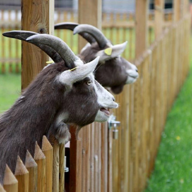 Process-of-Goat-Farming