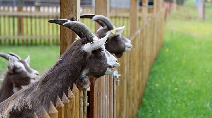 Process-of-Goat-Farming