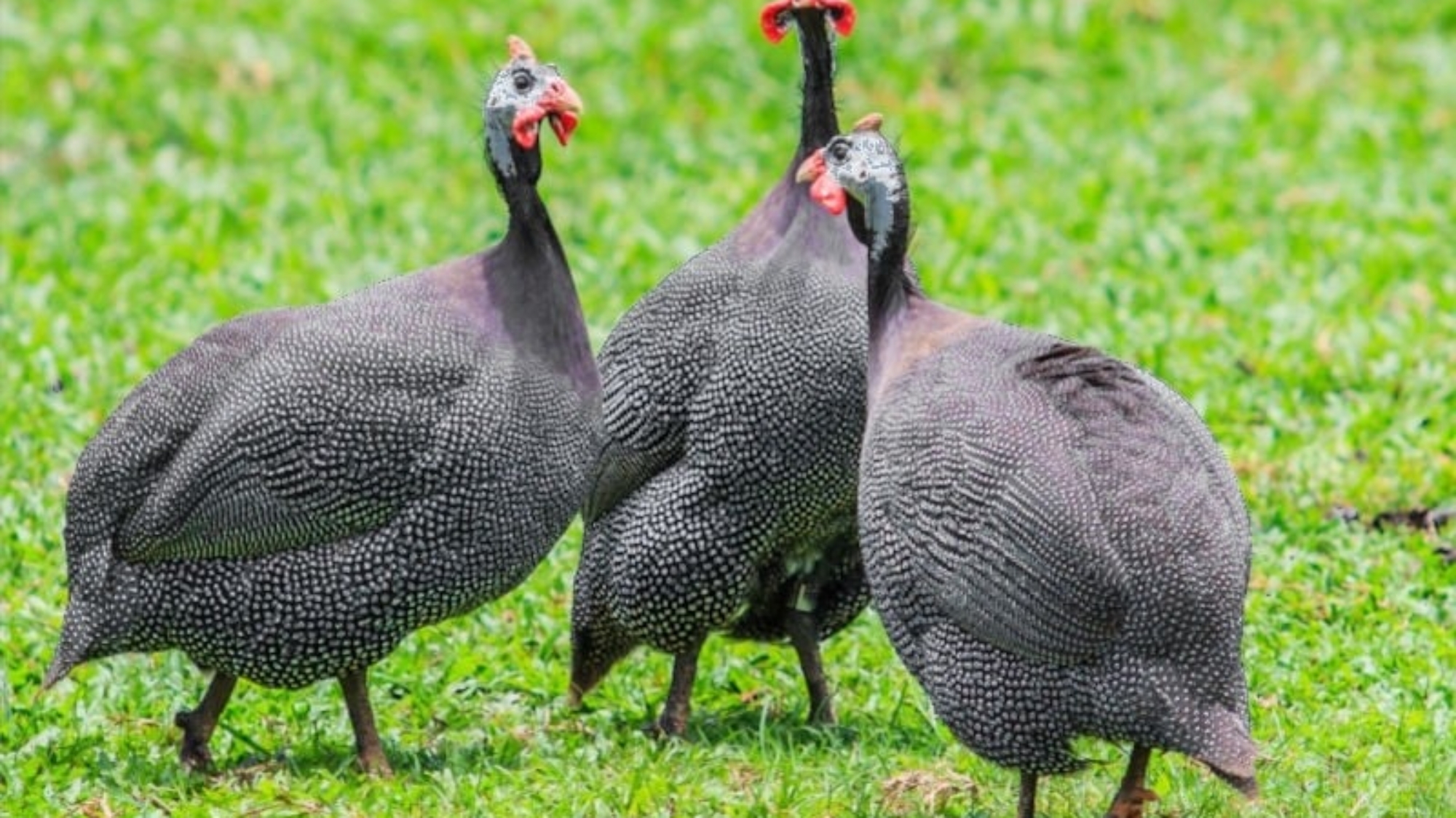 guinea_fowl