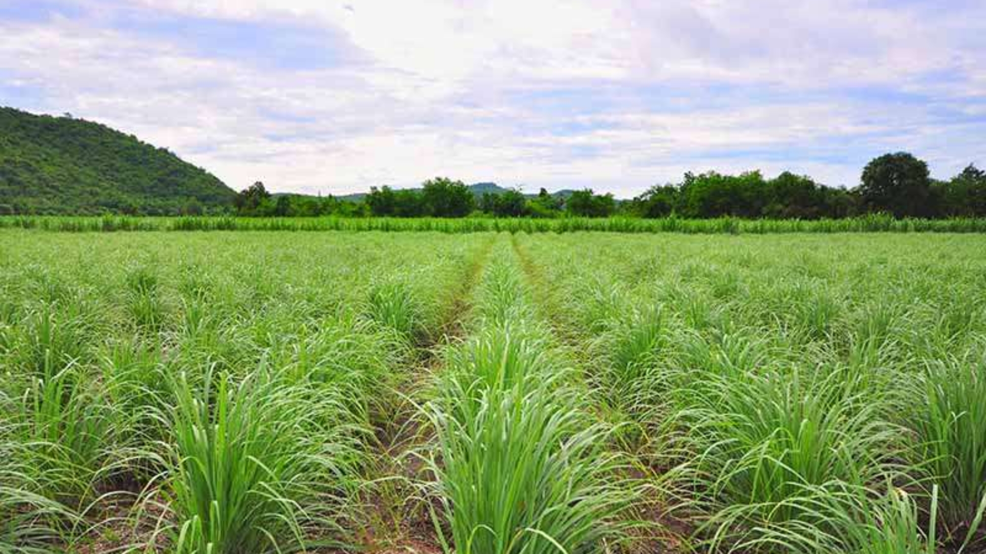 lemongrass-plantation-1