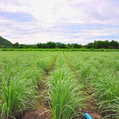 lemongrass-plantation-1